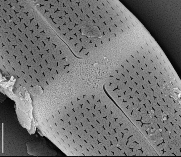 Stauroneis smithii var incisa SEM3