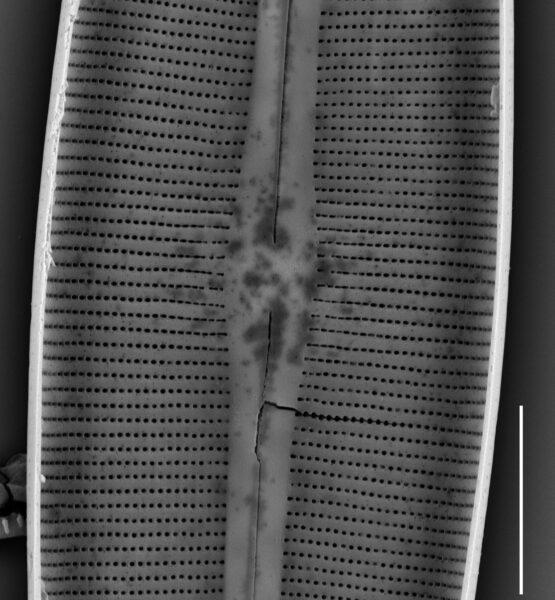 Craticula coloradensis SEM4