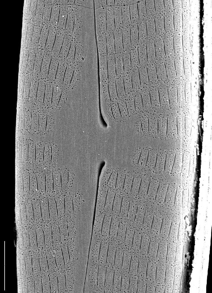 Navicula geronimensis SEM1