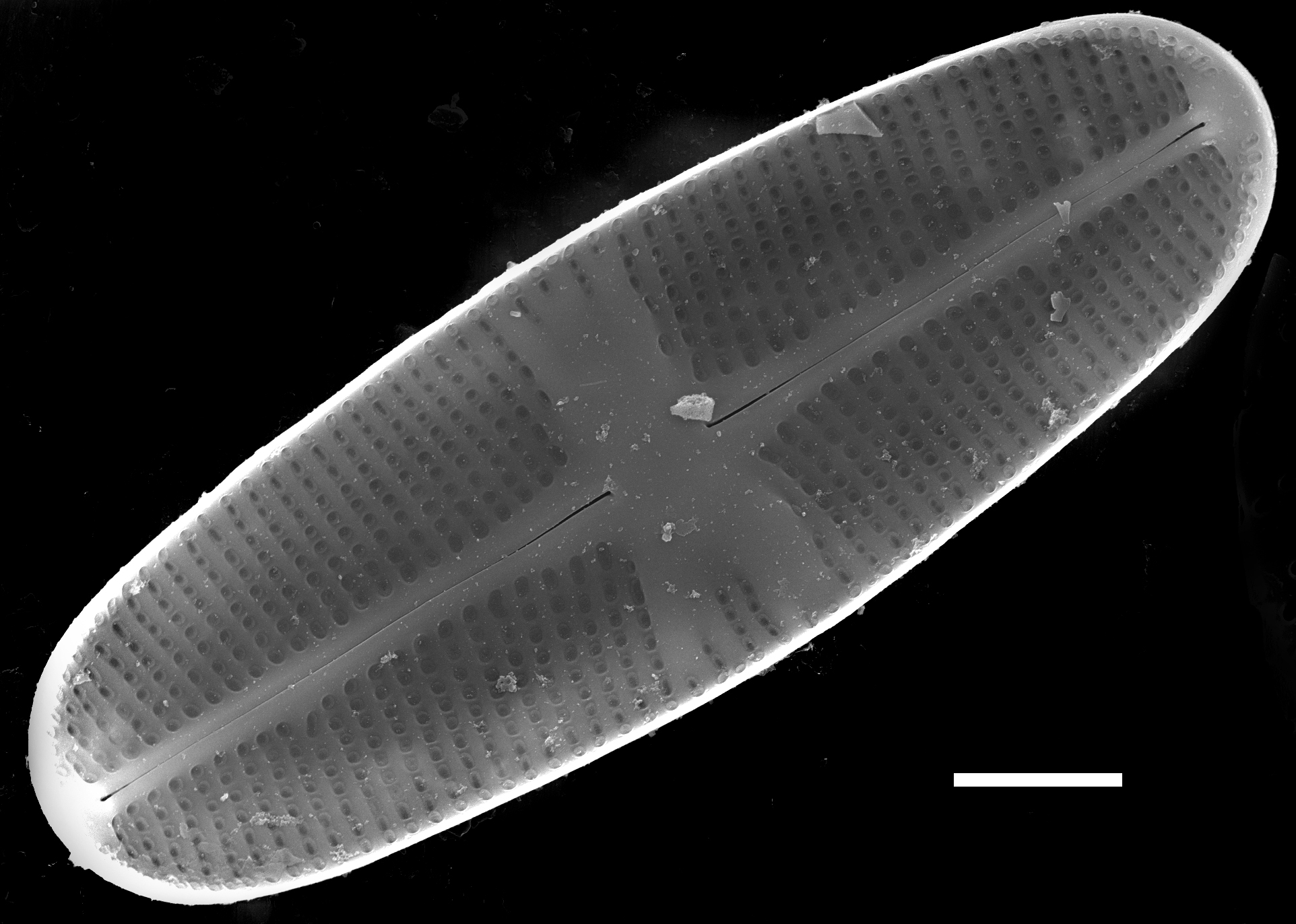 Psammothidium chlidanos SEM3