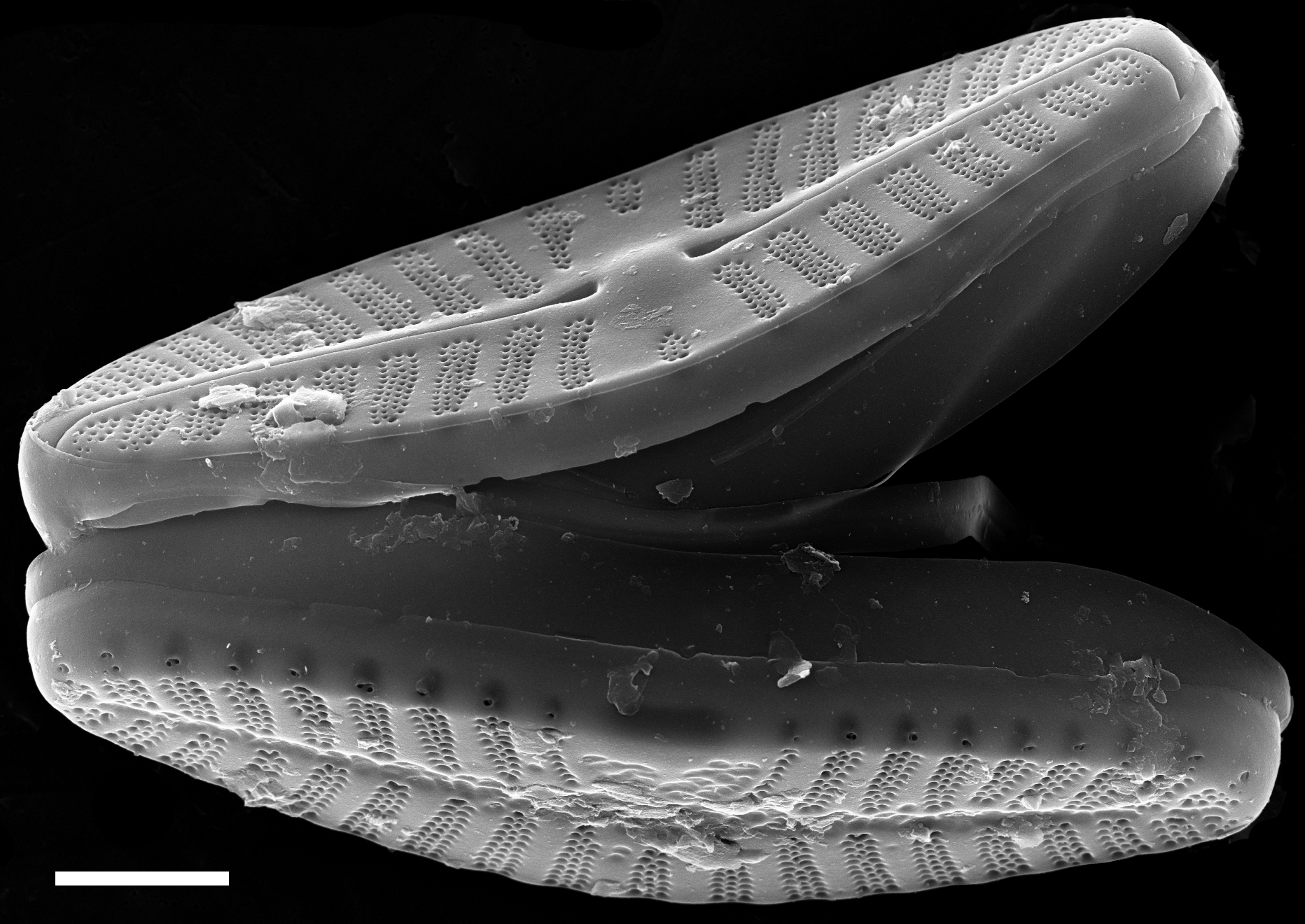 Planothidium frequentissimum SEM3