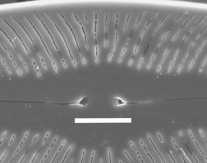 Navicula volcanica SEM1